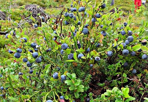 野生蓝莓