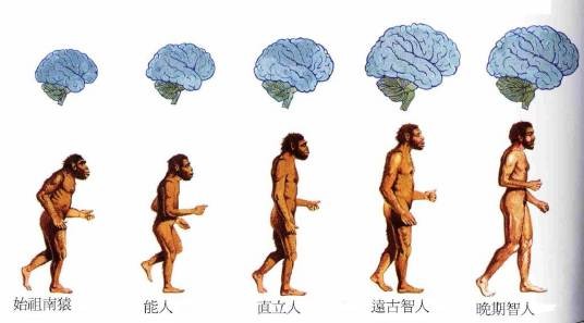人类行为