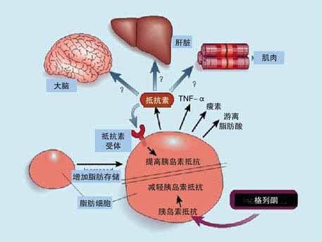 尿酮体