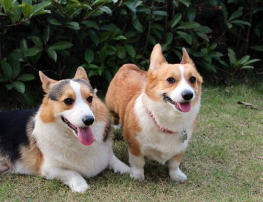 威尔士柯基犬（犬种）
