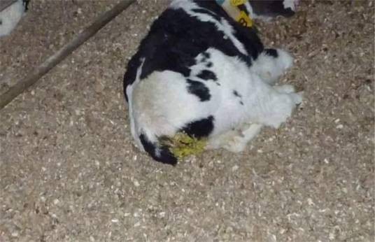 犊牛腹泻