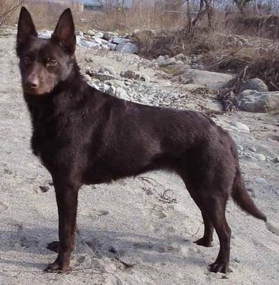 澳洲克尔皮犬