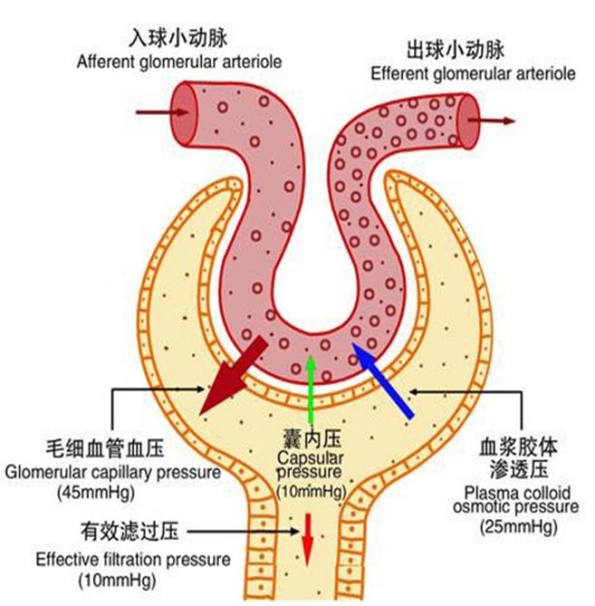 有效滤过压
