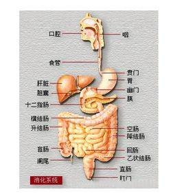 老年人肠易激综合症