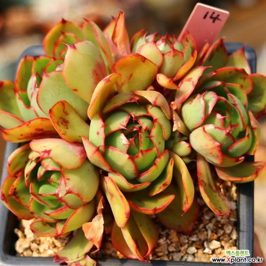 央金（石莲花属植物）