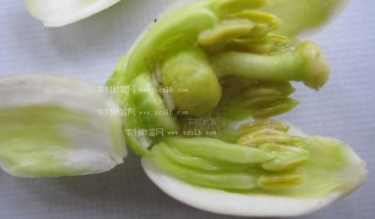 柑橘花蕾蛆