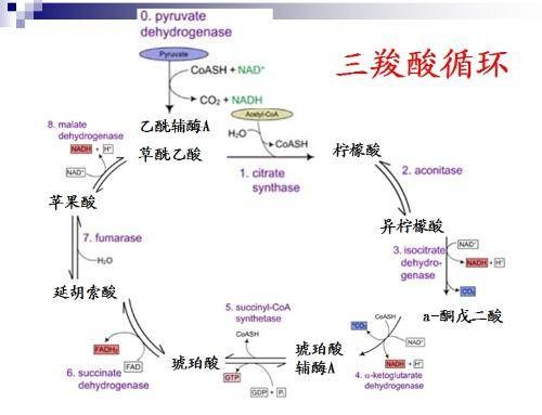 三羧酸循环