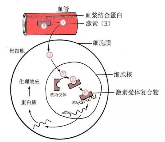 雌激素受体