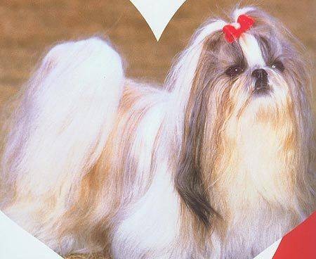 中国狮子犬
