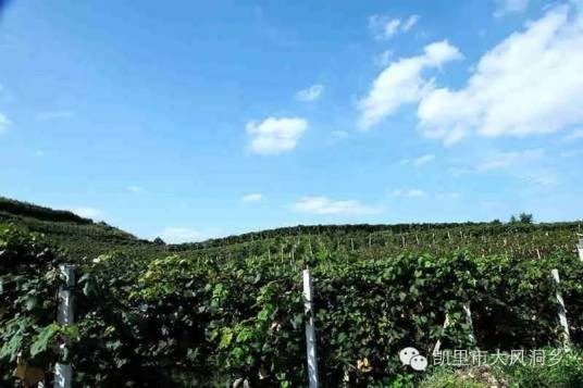 杉树林村（贵州省凯里市大风洞镇杉树林村）