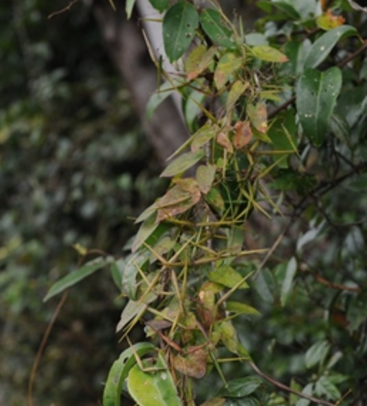 七层楼(夹竹桃科娃儿藤属植物)