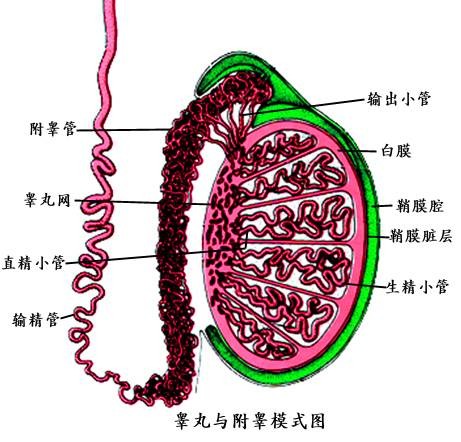 附睾肿瘤