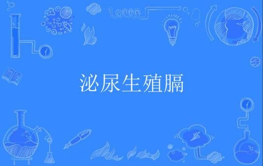 泌尿生殖膈