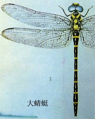 大蜻蜓