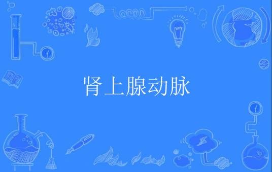 肾上腺动脉