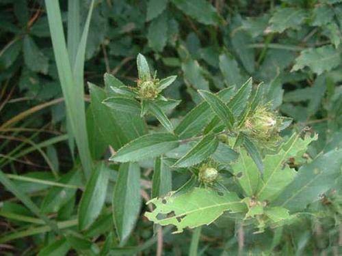 关苍术（菊科苍术属植物）