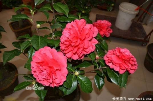 温州市市花