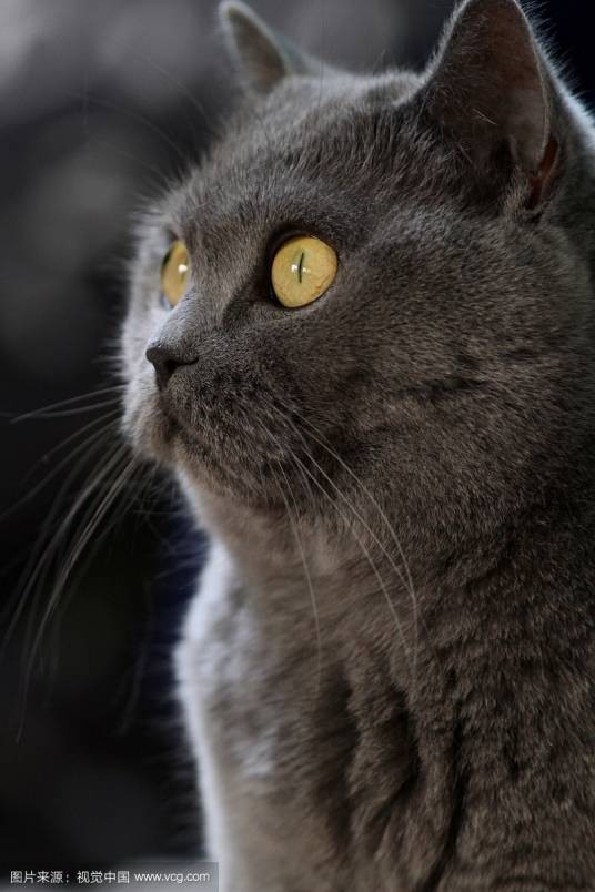 奇异（猫武士中登场角色）