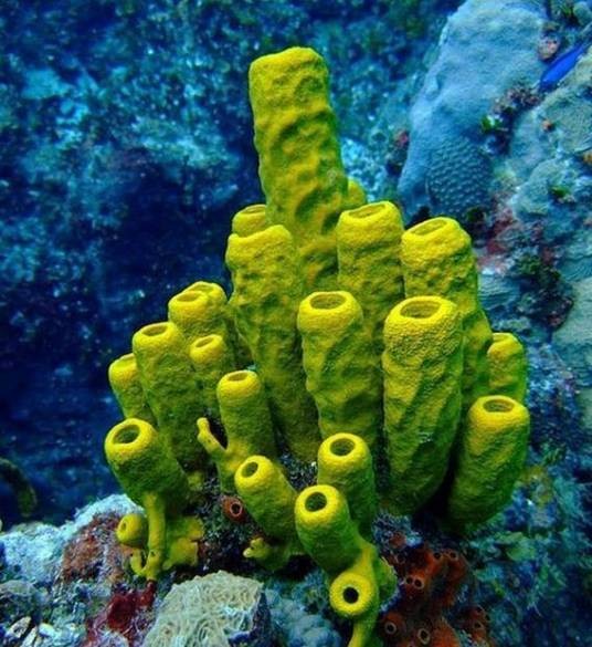 海绵动物