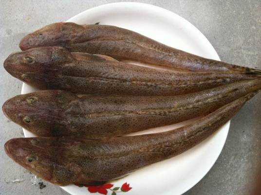 牛尾鱼