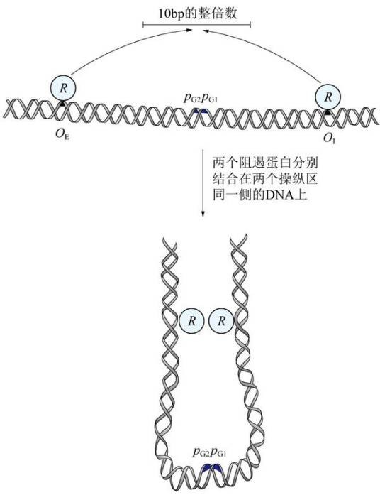 半乳糖操纵子