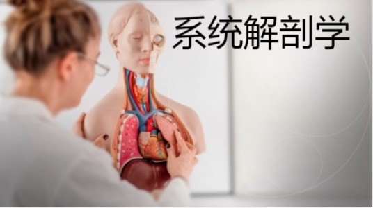 系统解剖学（山东第一医科大学提供的慕课）