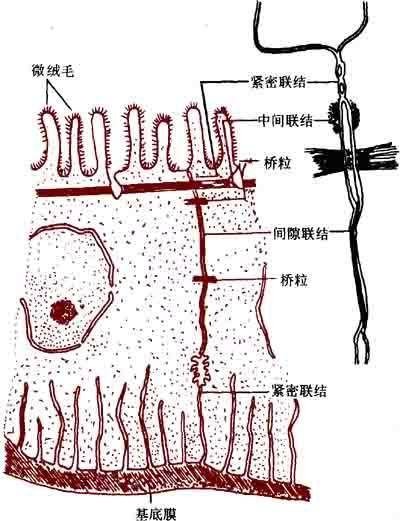 细胞连接