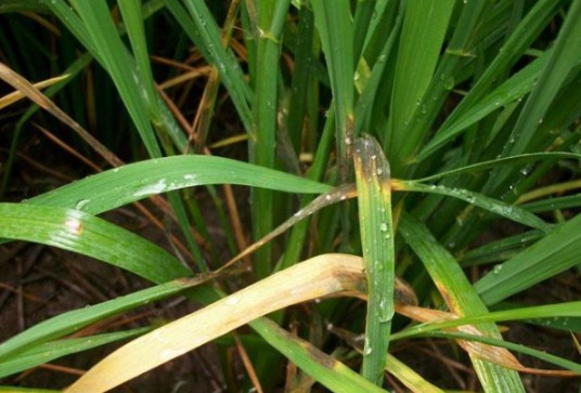 小麦纹枯病