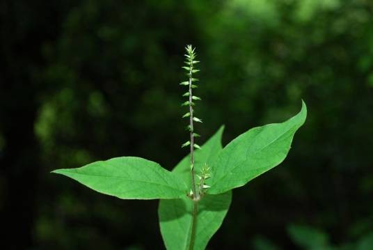土牛膝（苋科牛膝属植物）