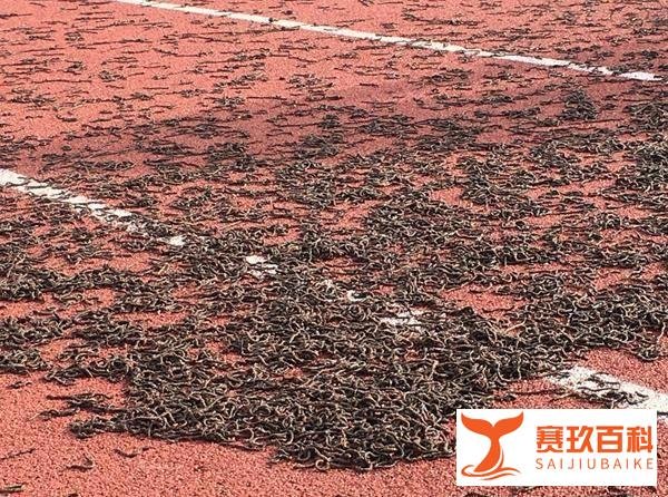 慎点！台东体育场跑道惊现上万条蚯蚓，民众担心生物的异动是地震的前兆。