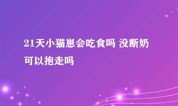 21天小猫崽会吃食吗 没断奶可以抱走吗