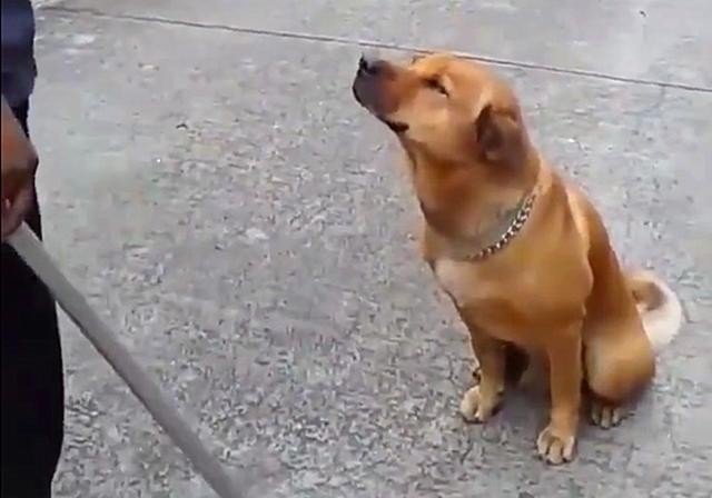 打(?)看主