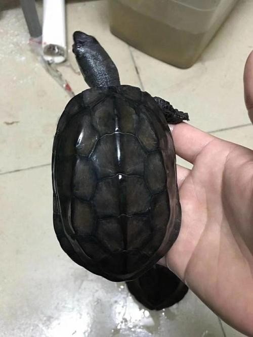 野生墨龟值钱吗？
