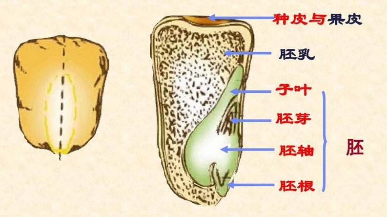 子叶、胚芽、胚轴、胚根、子叶有什么区别？
