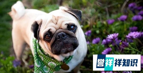 巴哥犬——狗界最忧郁的狗子，为什么受欢迎？