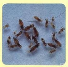 狗狗身上长虱子的样子有哪些？