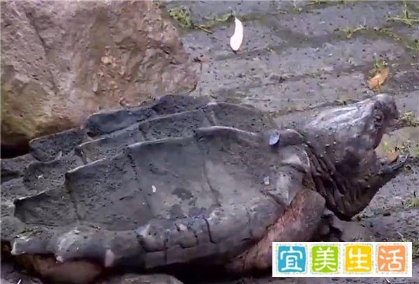 重庆寺庙放生池发现巨型怪龟：重达50斤十分凶恶