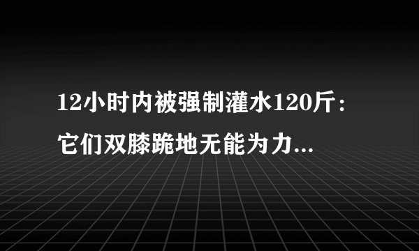 12小时内被强制灌水120斤：它们双膝跪地无能为力，只能挣扎着死去