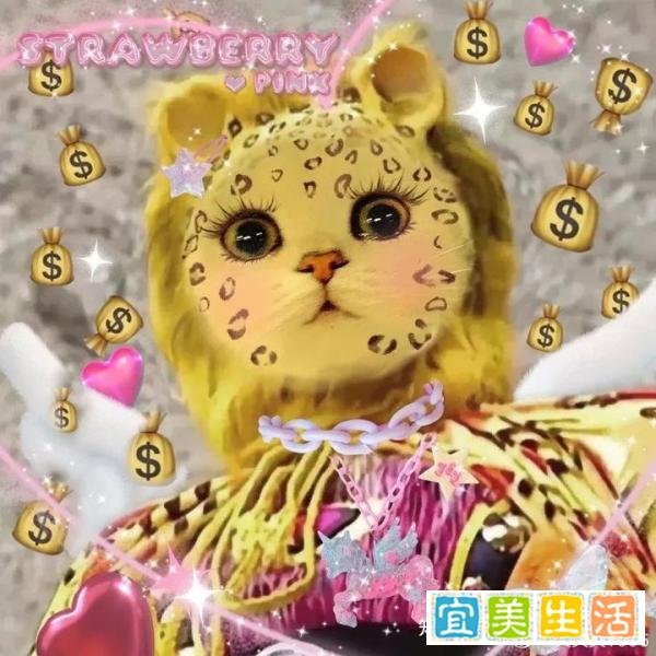 金钱豹发财项目