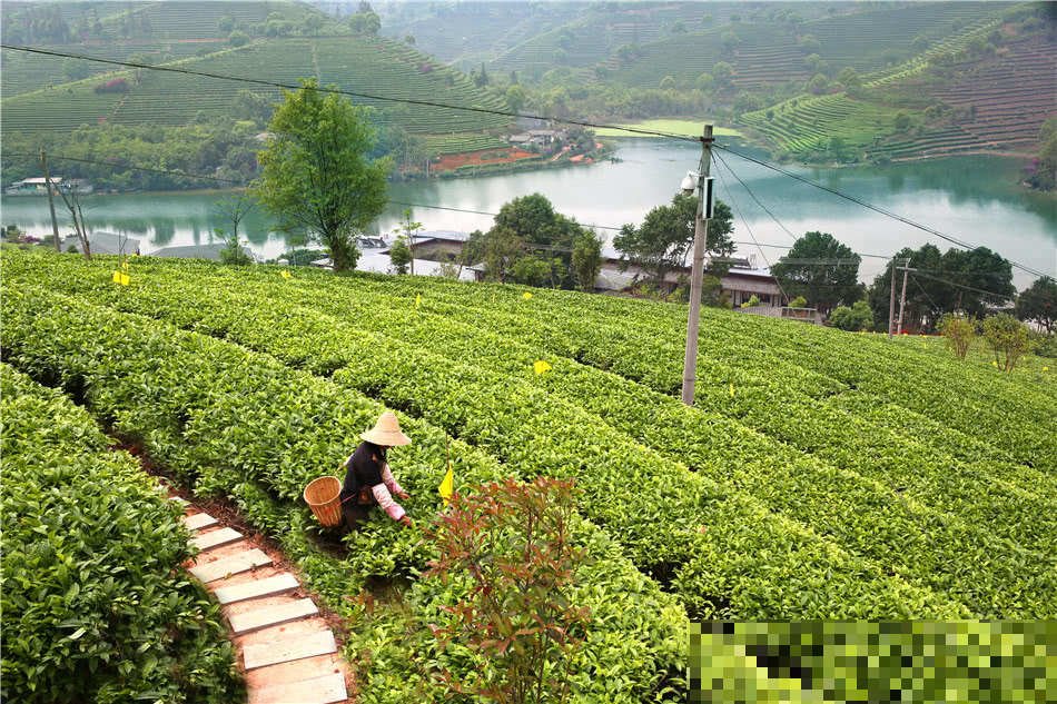 天津到云南普洱旅游