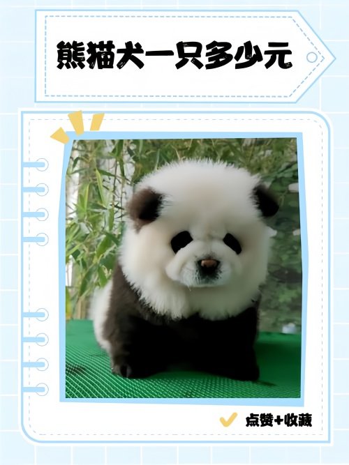 熊猫犬一只多少元