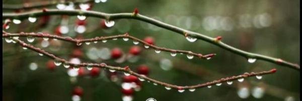 “雨水无雨百日阴”雨水节气下雨是好事还是坏事