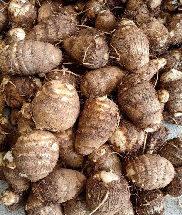 以下哪种植物适合烹饪食用