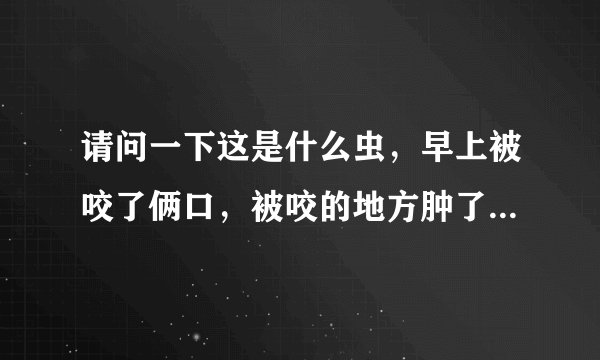 请问一下这是什么虫，早上被咬了俩口，被咬的地方肿了，不知道有没有毒？