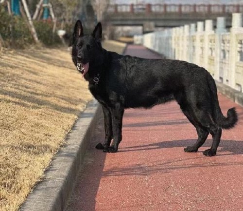 东德牧羊犬纯黑多少钱一只?
