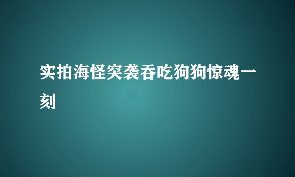 实拍海怪突袭吞吃狗狗惊魂一刻