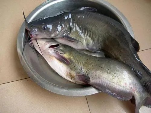 鮰鱼是什么鱼种?