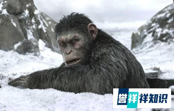 《猩球崛起4》完整片名、主演阵容、首张概念图全公开！