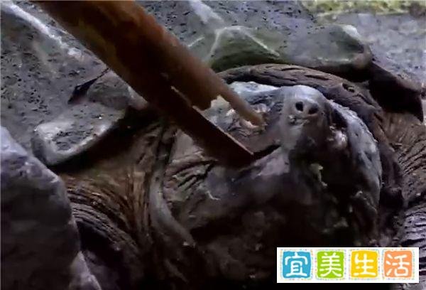 重庆寺庙放生池发现巨型怪龟：重达50斤十分凶恶