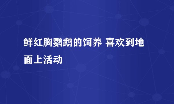 鲜红胸鹦鹉的饲养 喜欢到地面上活动
